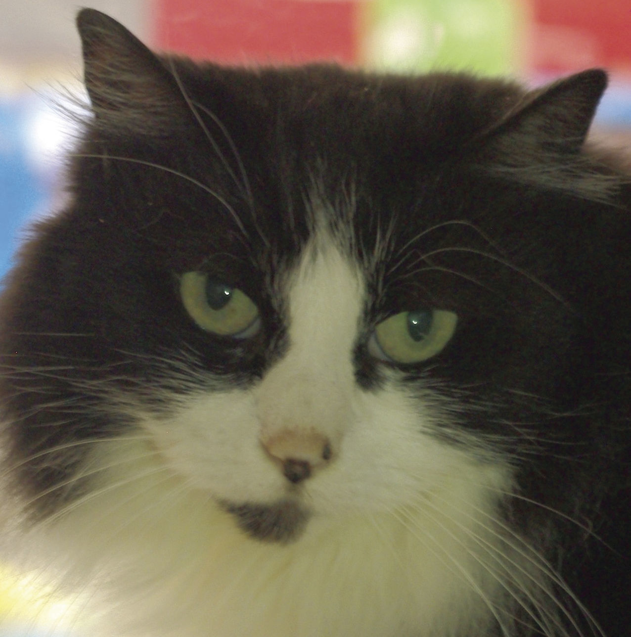Pets of the Week: Samantha